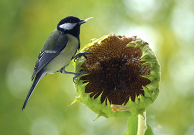 Oiseau sur fleur de tournesol